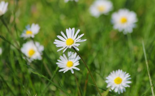 Close-up of white daisy flowers blooming in field