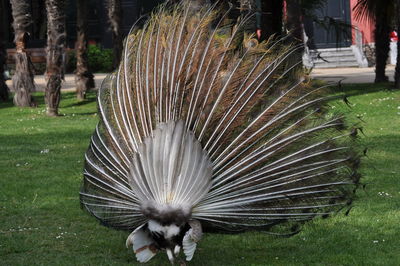 peacock