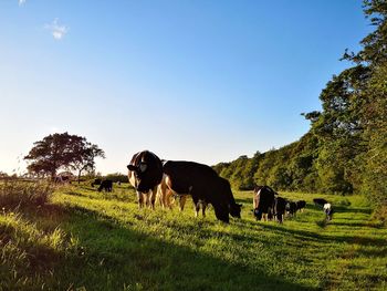 Cows on field against sky