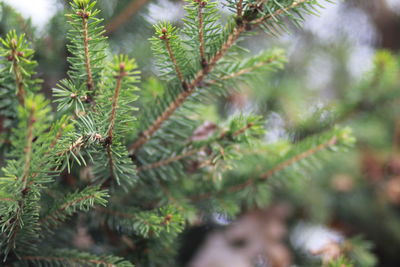 Close-up of pine tree leaves