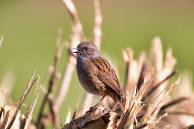 Close-up of bird perching on branch