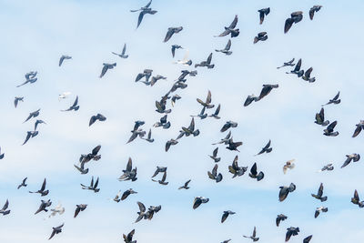 Low angle view of birds flying in sky