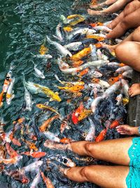 High angle view of koi carps by people in sea 