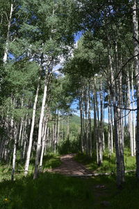 Low angle view of bamboo trees in forest