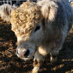 Close-up of a cow in field