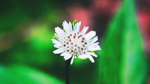 Close-up of white flowering plant