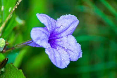 Close-up of purple iris flower