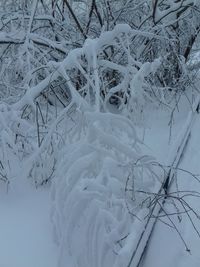 Close-up of frozen tree