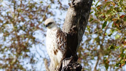 Low angle view of eagle perching on tree