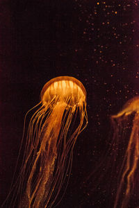 Close-up of jellyfish swimming in aquarium