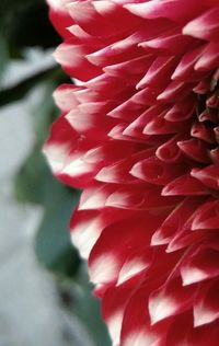 Close-up of red flower blooming