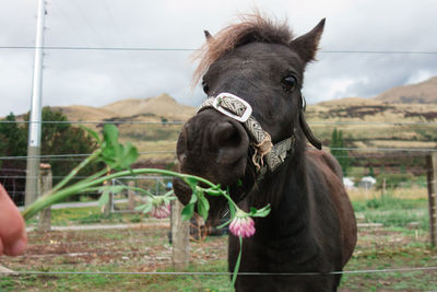 Close-up of horse in ranch