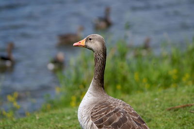 Close-up of a bird on land