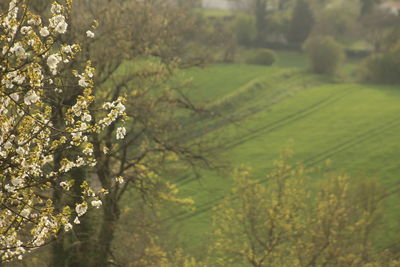 Close-up of flower tree