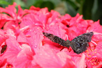 Close-up of butterfly pollinating on pink flower