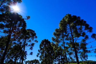 Low angle view of pine trees against sky