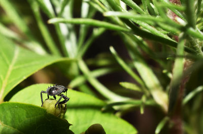 Close-up of fly on leaf