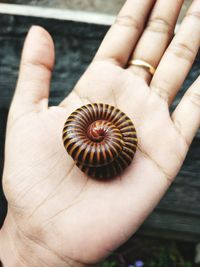 Close-up of person hand holding shell