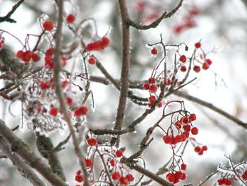 Close-up of frozen tree during winter