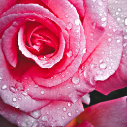 Close-up of wet pink rose