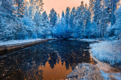 Scenic view of frozen lake in forest during winter