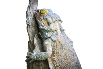 Close-up of lizard on tree against white background