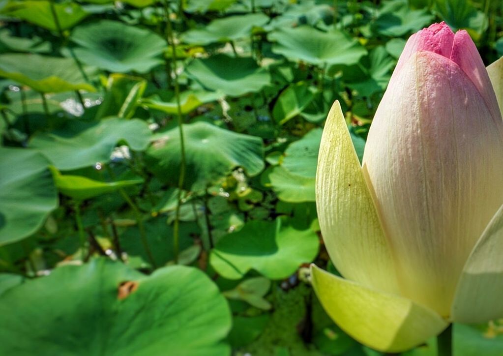 leaf, growth, freshness, flower, plant, green color, beauty in nature, nature, close-up, fragility, petal, pink color, focus on foreground, day, outdoors, pond, water, no people, growing, tranquility