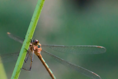 Close-up of damselfly on plant