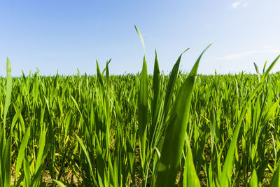 Crops growing on field against sky
