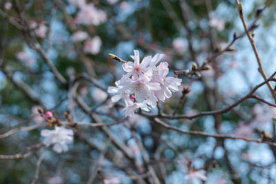 Close-up of cherry blossom