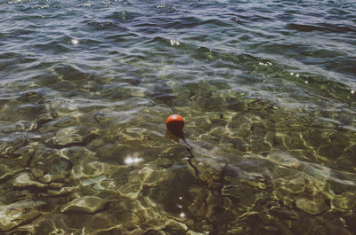 High angle view of ducks in sea