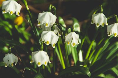 Close-up of white flowering plants