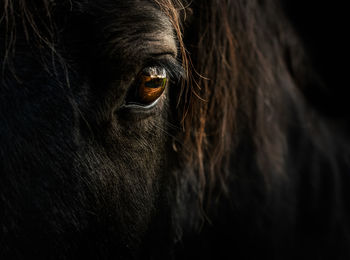 Close-up portrait of horse