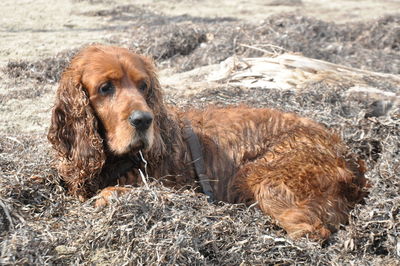 Close-up portrait of dog