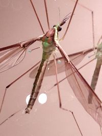 Close-up of damselfly on stick