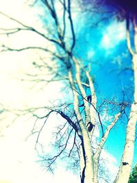 Close-up of tree against sky