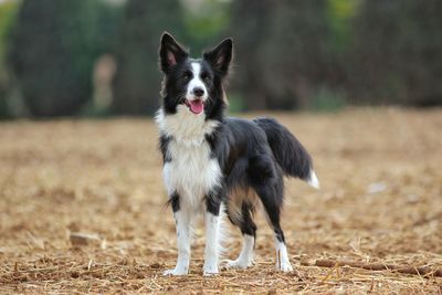 Portrait of dog on field