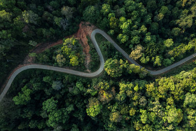 High angle view of road amidst trees