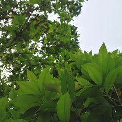 Low angle view of tree leaves against sky