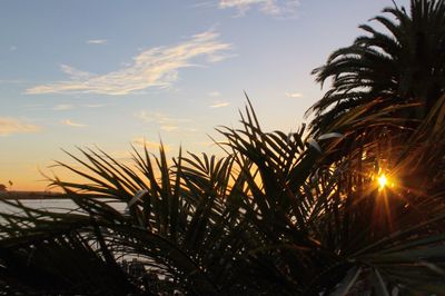 Palm trees against sky during sunset