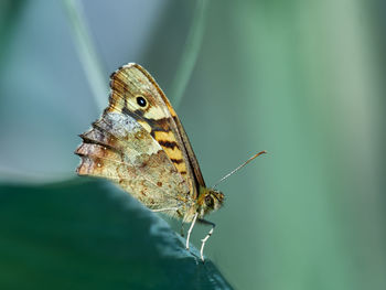 Speckled wood butterfly, pararge aegeria, perched on a leaf, in the marjal dels moros, puzol, spain