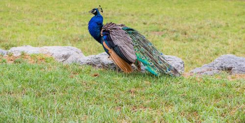 Peacock in a field
