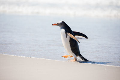 Side view of penguin on shore at beach