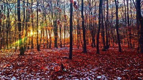 Autumn trees in forest