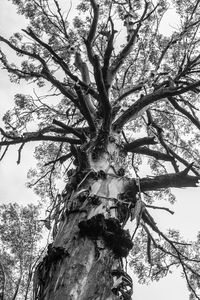 Low angle view of tree against sky