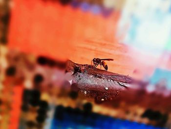 Close-up of bee on leaf