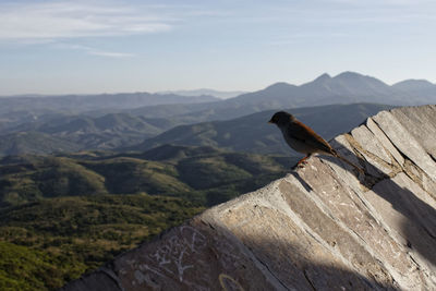 Bird perching on a mountain