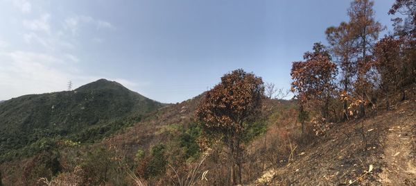 Low angle view of trees on mountain against sky