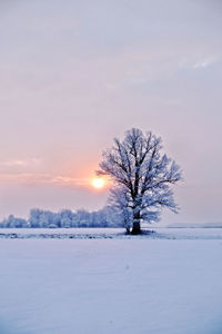 Bare tree on snow covered field against sky during sunset