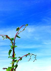 Low angle view of flowers against blue sky